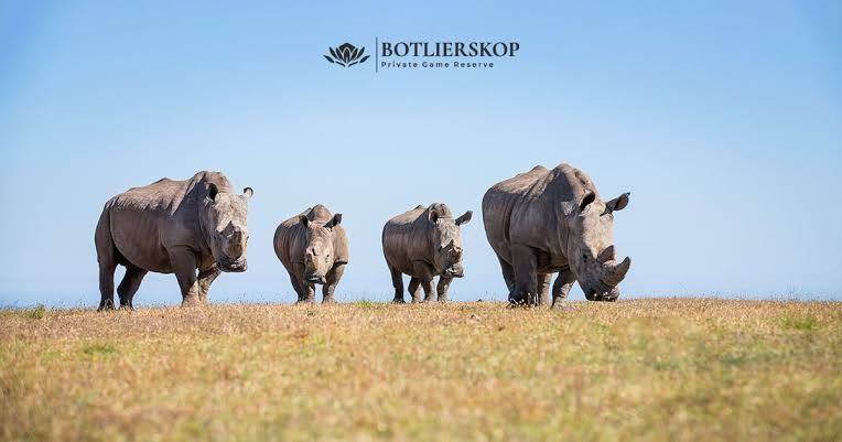 Rhinos at Botlierskop Private Game Reserve