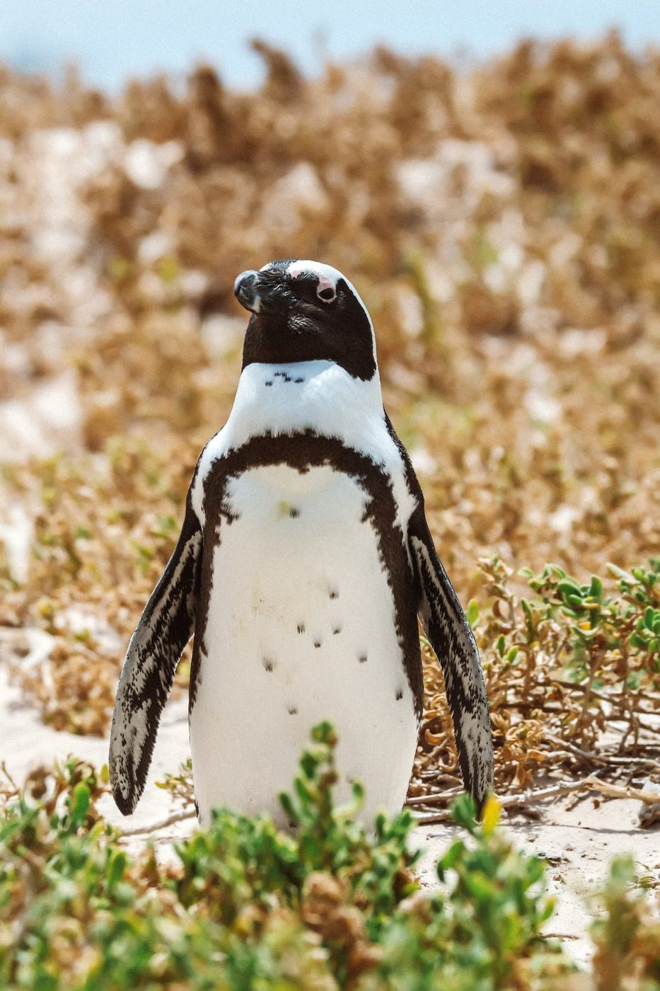 African penguin at Boulders Beach