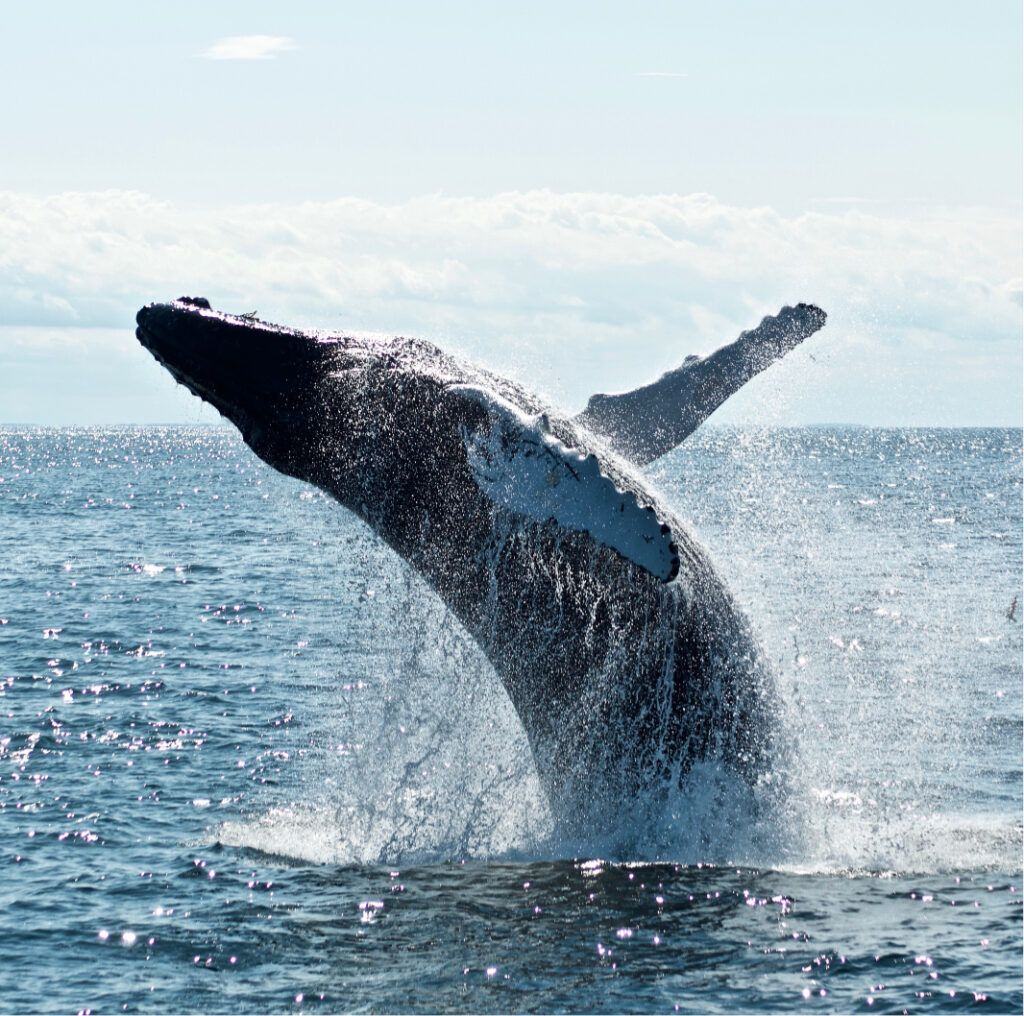 Breaching humpback whale near Hermanus