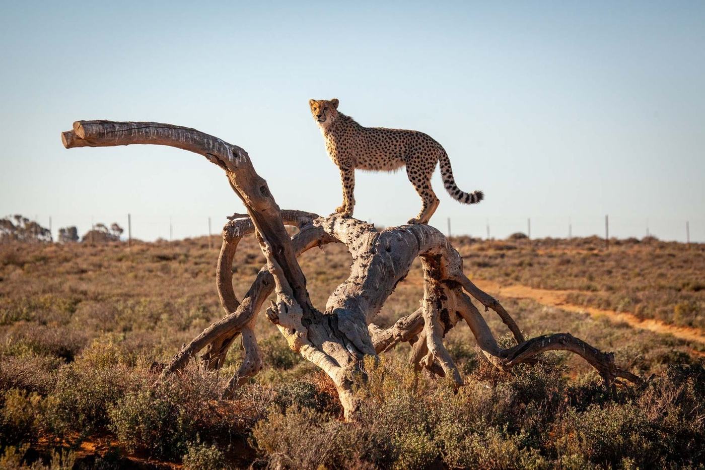 Cheetah at Inverdoorn Private Game Reserve