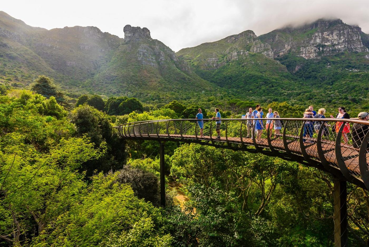 Boomslang canopy walkway at Kirstenbosch Botanical Garden