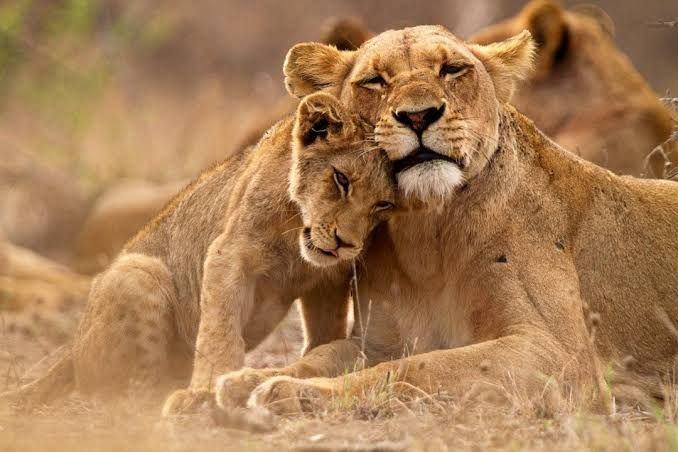 Lioness and cub, Kruger National Park