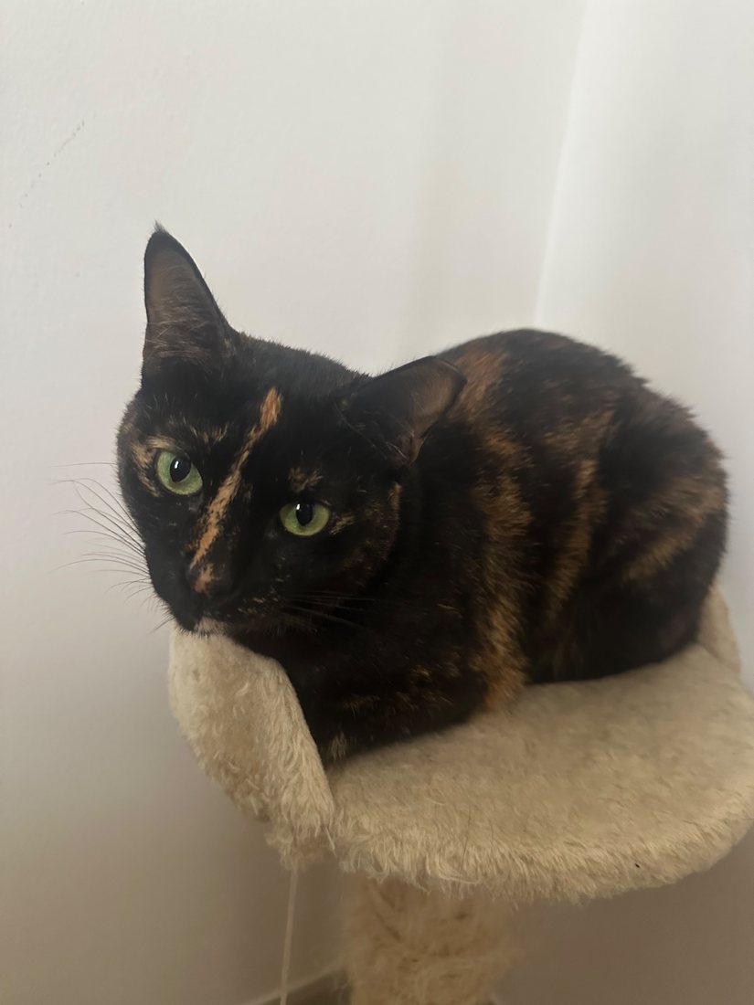 One of the fur kids