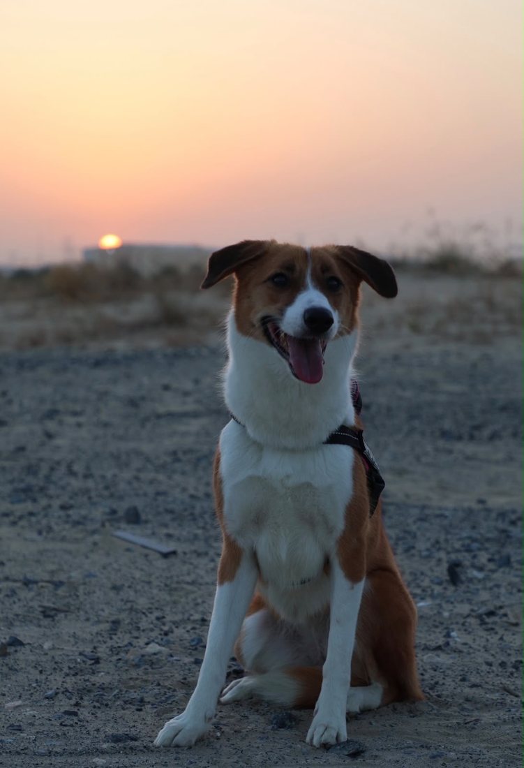 One of the fur kids