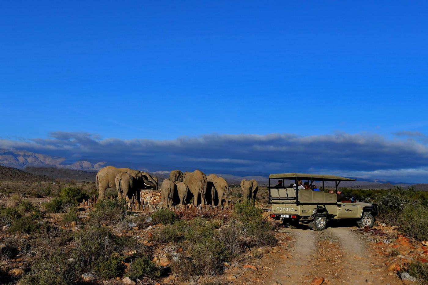 Elephants and safari vehicle at Sanbona Wildlife Reserve