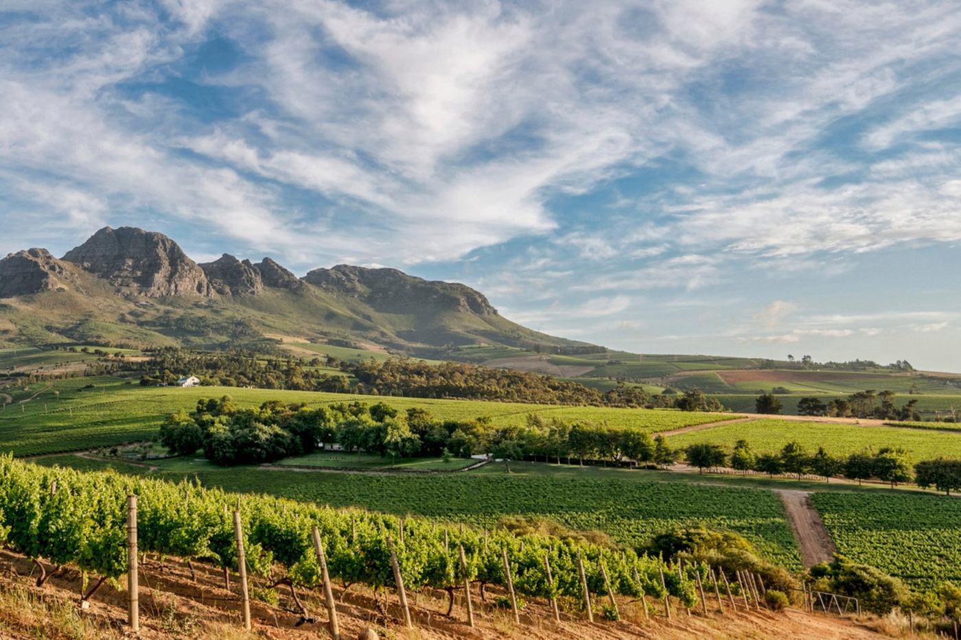 Stellenbosch vineyard