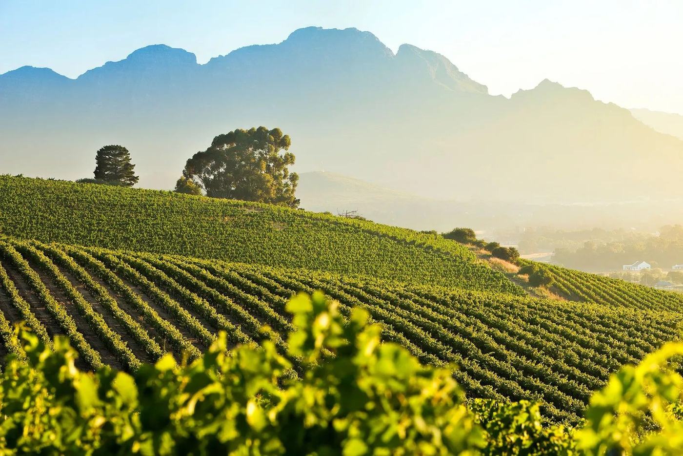 Stellenbosch winelands
