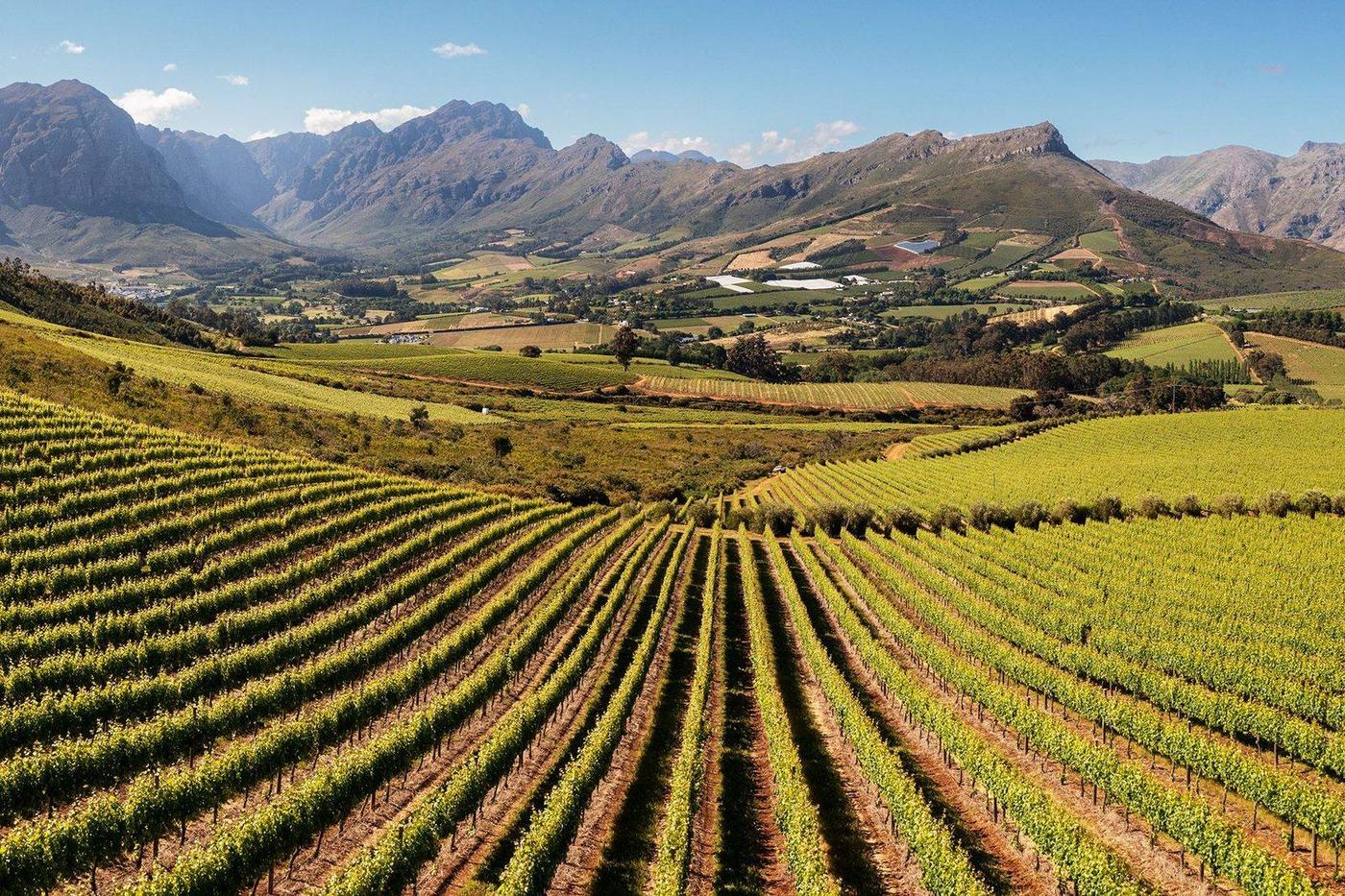 Cape Winelands vineyard